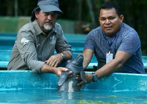 Filhote de peixe-boi é resgatado na APA Nhamundá e trazido de barco até Manaus