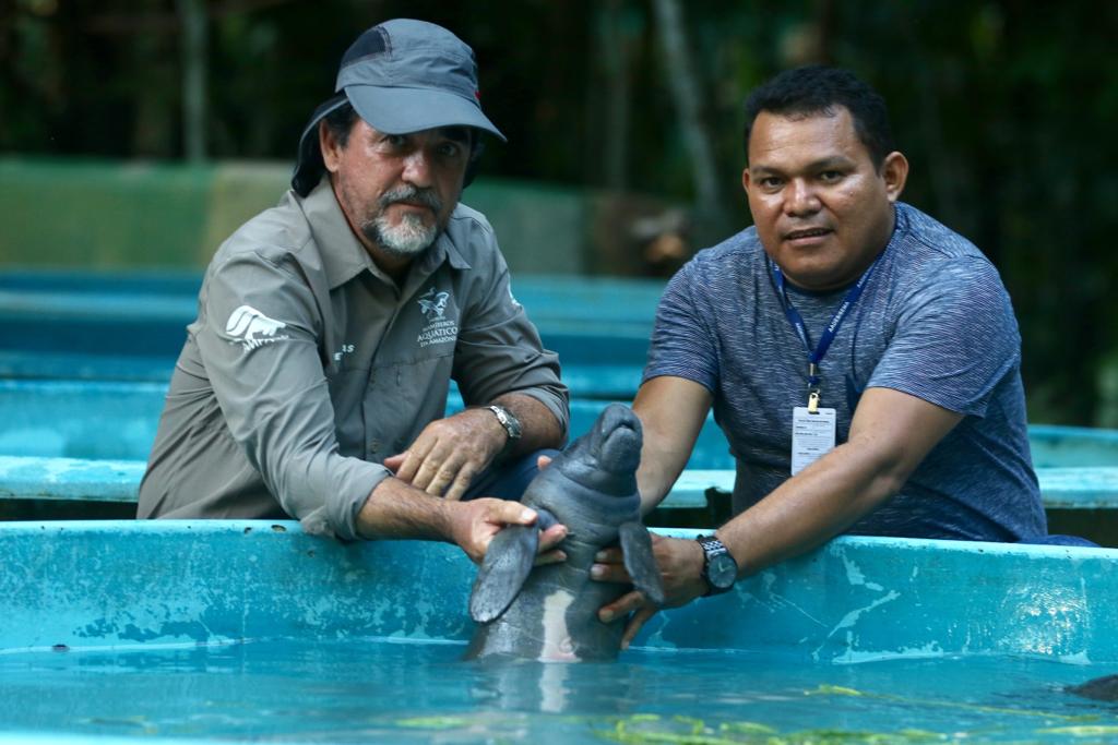 Filhote de peixe-boi é resgatado na APA Nhamundá e trazido de barco até Manaus