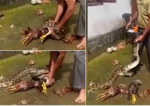 Cobra é forçada a vomitar galinhas inteiras em cena bizarra