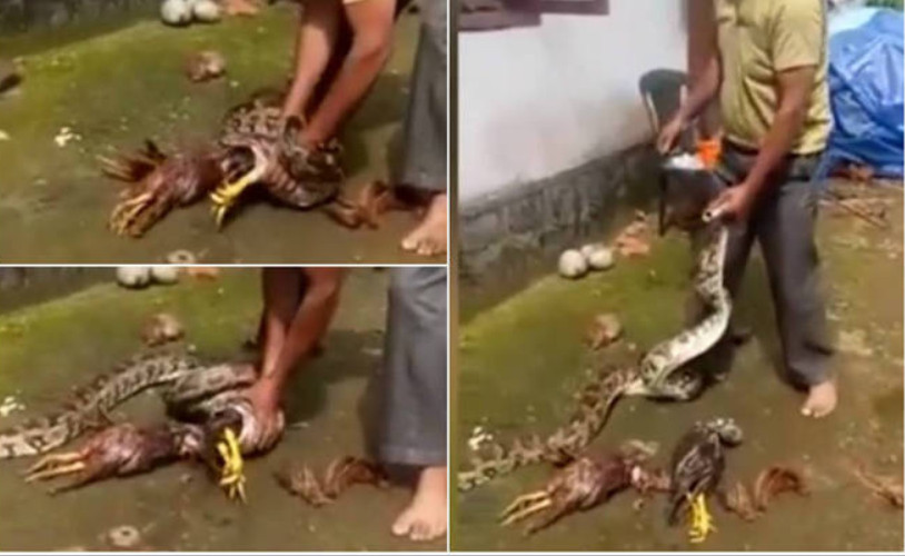 Cobra é forçada a vomitar galinhas inteiras em cena bizarra