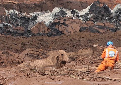 Com tiros, agentes executam animais na lama de Brumadinho