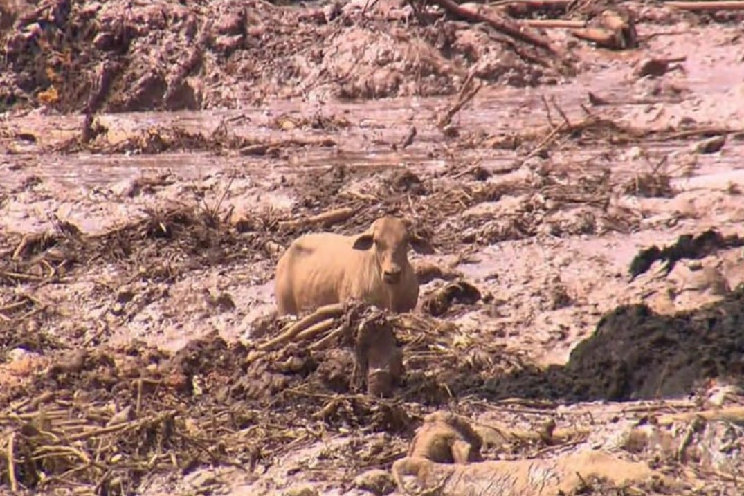 Com tiros, agentes executam animais na lama de Brumadinho