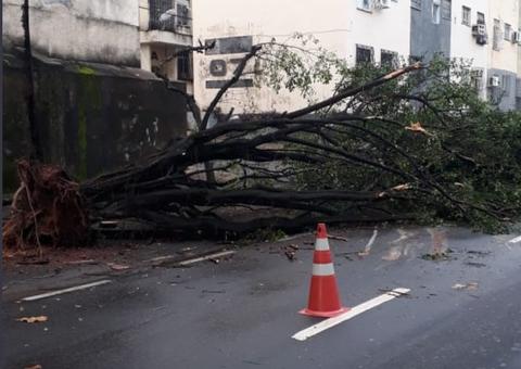 Árvore tomba durante temporal e complica o trânsito em Manaus