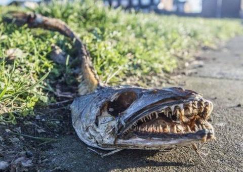 Criatura 'bizarra' que fica nas profundezas dos mares é encontrada em rua