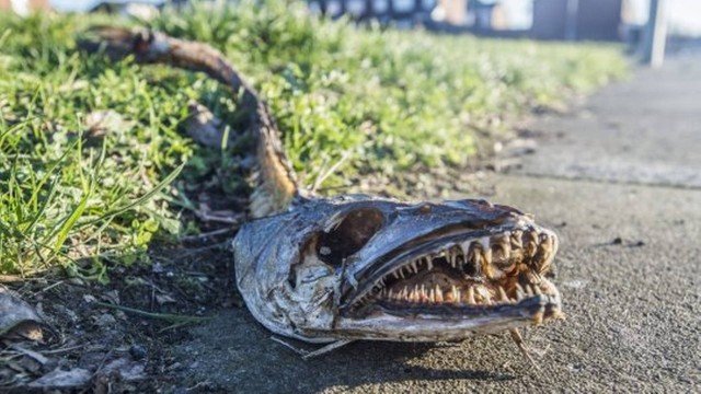 Criatura 'bizarra' que fica nas profundezas dos mares é encontrada em rua