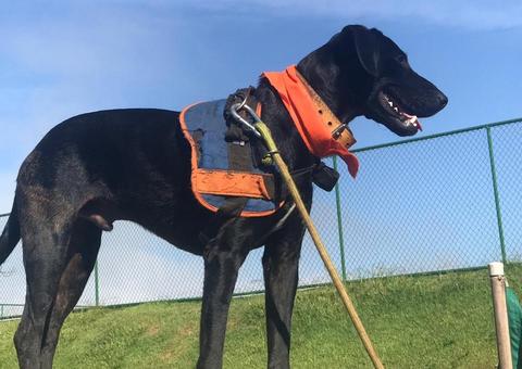 Cão achado em caçamba de lixo ajuda equipe de resgate em Brumadinho