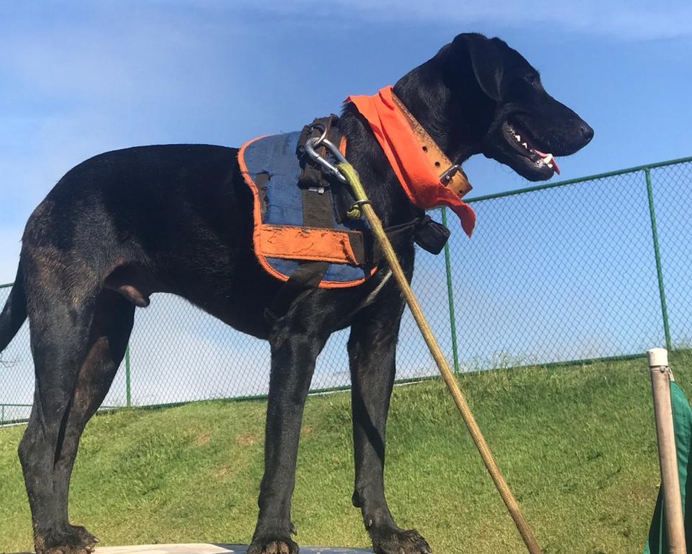 Cão achado em caçamba de lixo ajuda equipe de resgate em Brumadinho