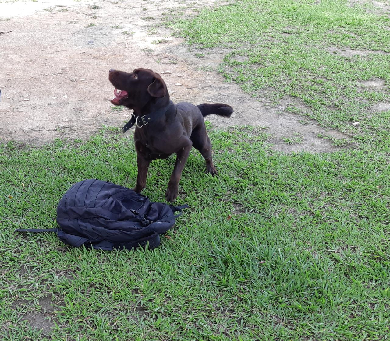 Cão fará busca por drogas em presídio de Manaus