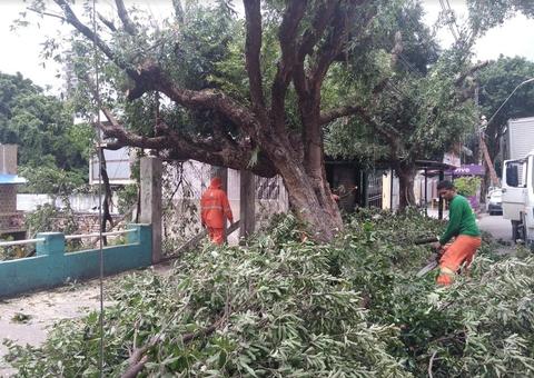 Árvores com risco iminente de queda foram manejadas neste sábado em Manaus 