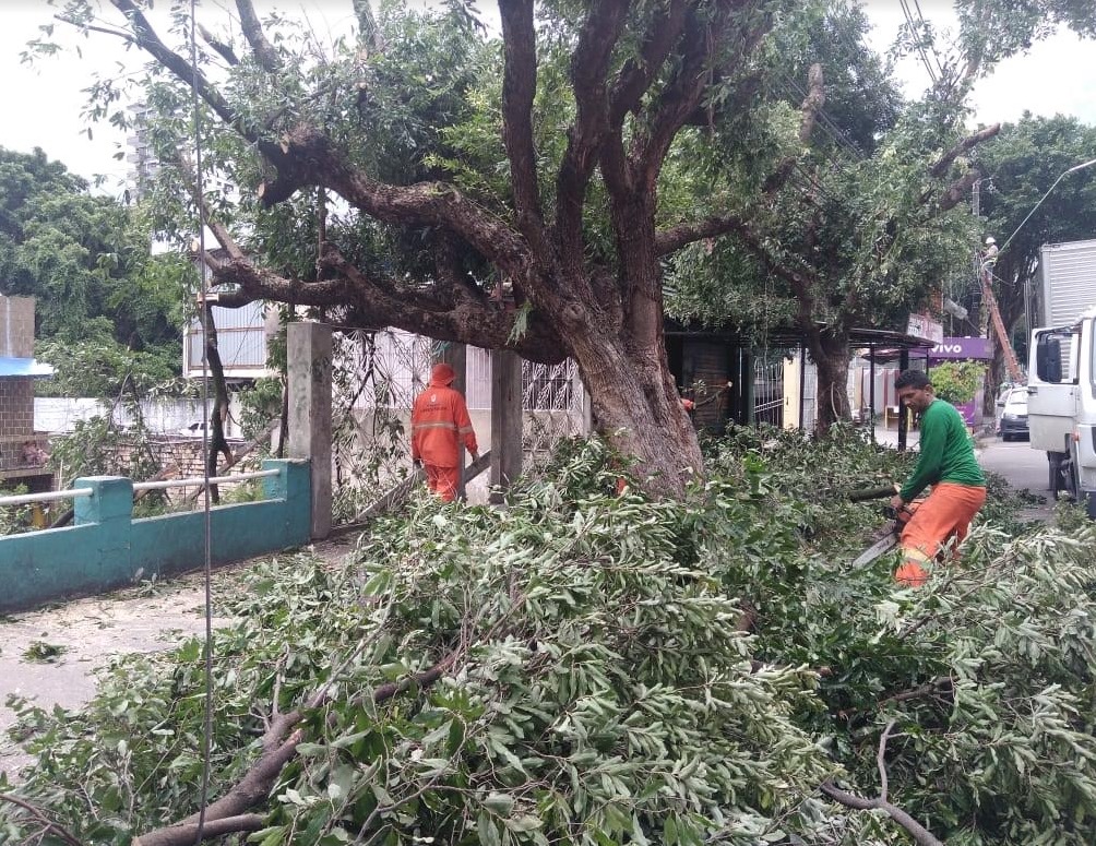 Árvores com risco iminente de queda foram manejadas neste sábado em Manaus 