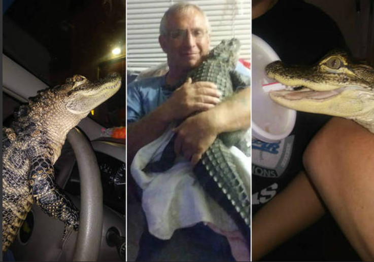 Homem recebe apoio emocional de jacaré que pode chegar a 5 metros de comprimento 