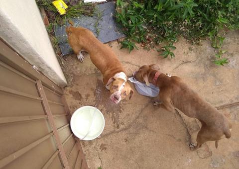 Sem água e comida, pit bulls são encontrados abandonados há 36 dias em quintal de casa