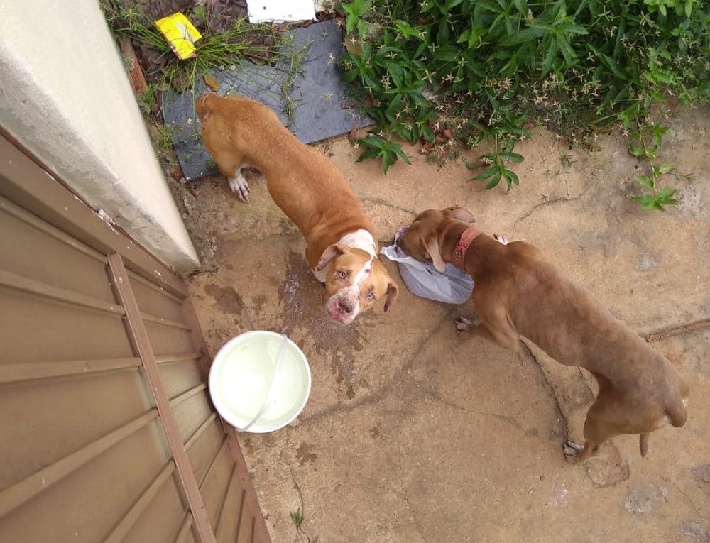 Sem água e comida, pit bulls são encontrados abandonados há 36 dias em quintal de casa