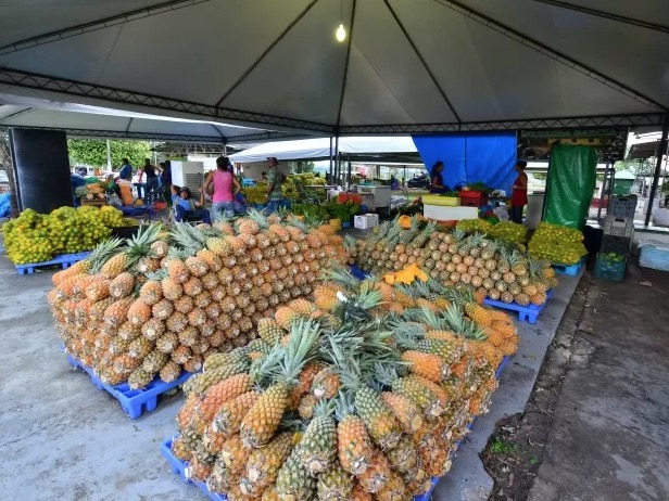 Amazonas é o segundo maior produtor de abacaxi da região norte