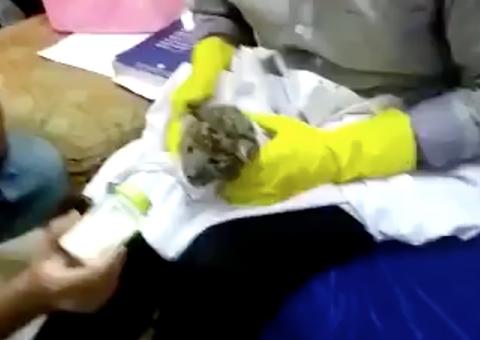 Homem é flagrado com filhote de leopardo escondido na bagagem em aeroporto