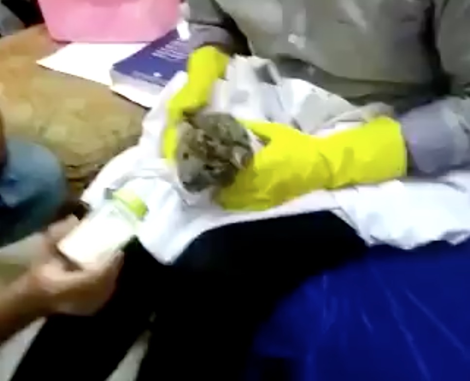Homem é flagrado com filhote de leopardo escondido na bagagem em aeroporto