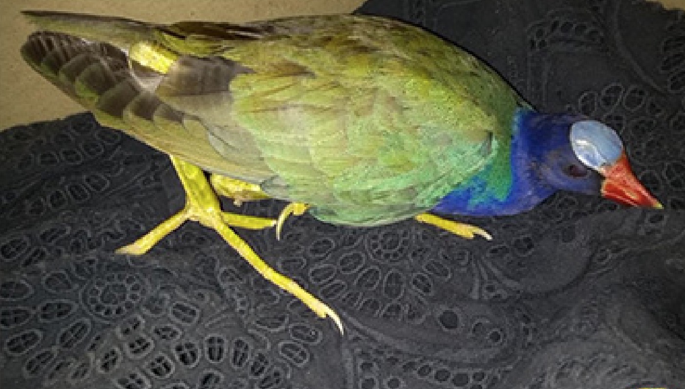 Polícia resgata ave silvestre capturada por gato em Manaus