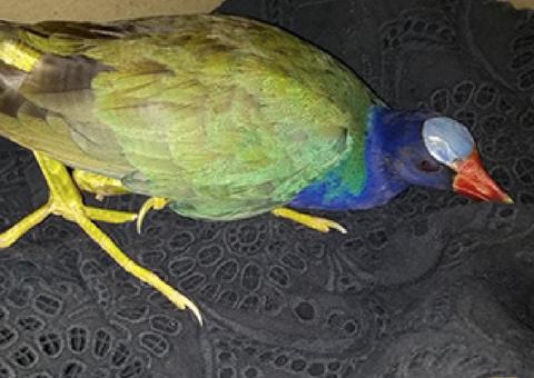 Polícia resgata ave silvestre capturada por gato em Manaus