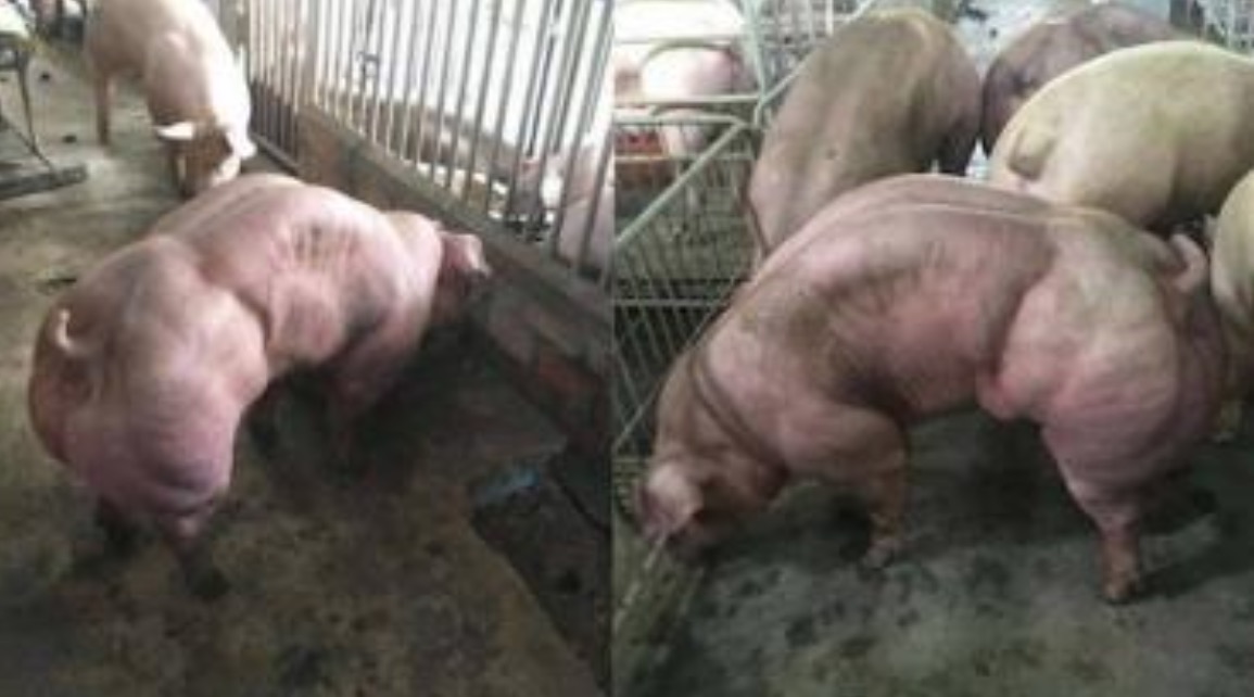 Mulher é devorada por porcos após desmaiar e cair em chiqueiro