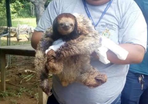 Preguiça é resgatada após sofrer descarga elétrica em unidade de conservação em Manaus