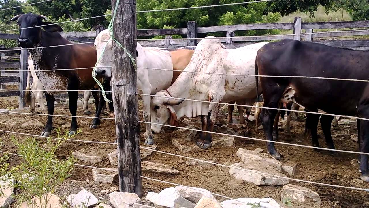 No Amazonas, homem morre após levar coice de boi em fazenda 