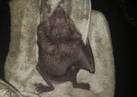 Nove morcegos vampiros são capturados em Manaus 