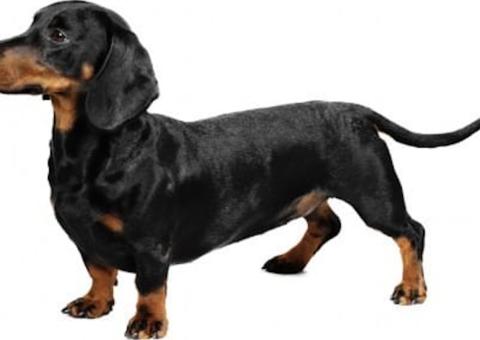 Mulher oferece recompensa para recuperar cadela perdida em Manaus