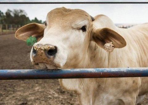 Vacas recorrem a aplicativo de relacionamentos para encontrar parceiro e acasalar