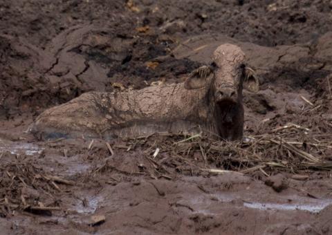 Ibama aplica multa diária de R$ 100 mil à Vale por falha no resgate de animais