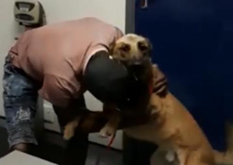 Cão é esfaqueado por bandido ao tentar salvar dono de assalto