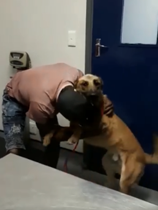 Cão é esfaqueado por bandido ao tentar salvar dono de assalto