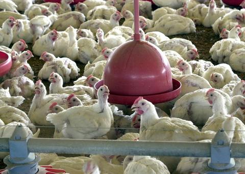 BRF recolhe carne de frango por risco de contaminação por salmonella