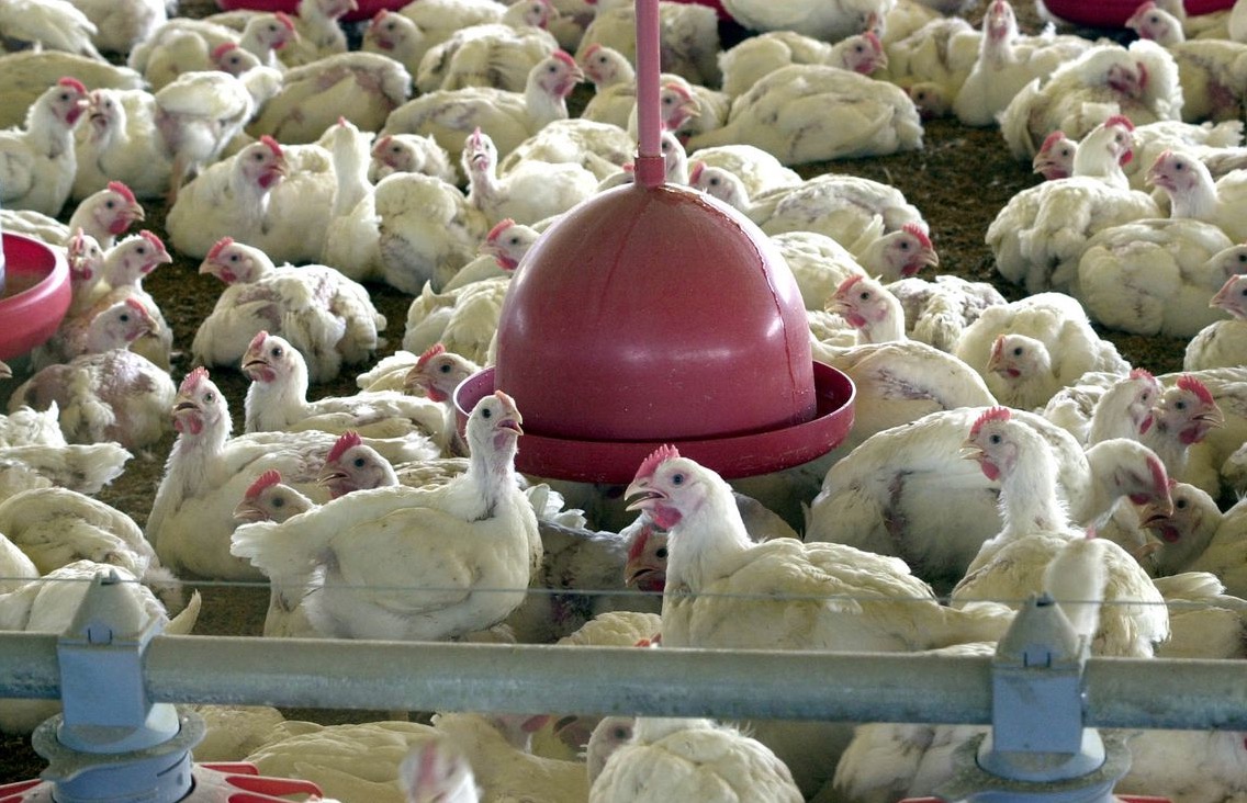BRF recolhe carne de frango por risco de contaminação por salmonella