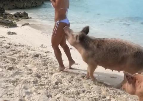Vídeo mostra modelo sendo mordida por porco selvagem durante passeio em praia 