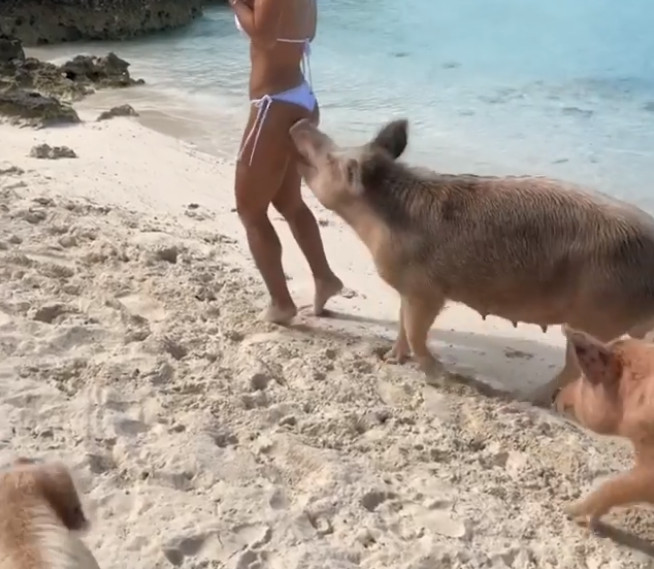 Vídeo mostra modelo sendo mordida por porco selvagem durante passeio em praia 