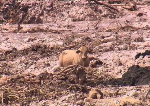 Vale deu remédio vencido para animais em Brumadinho, diz Ibama