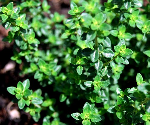 Tomilho é poderoso aliado contra infecção urinária