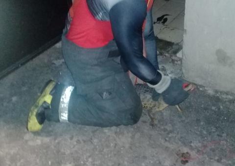 Jacaré é encontrado em lixeira de condomínio em Manaus