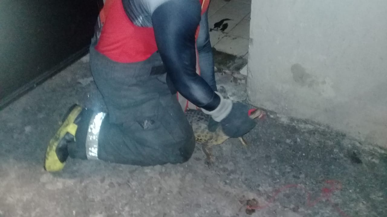 Jacaré é encontrado em lixeira de condomínio em Manaus