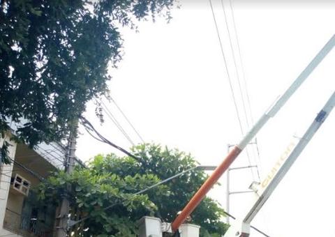 Prefeitura realiza manejo de oitizeiros em Manaus