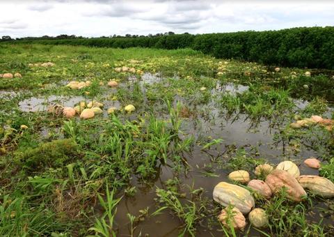 Plano emergencial visa evitar perda de 200 toneladas de jerimum de comunidades afetadas pela cheia