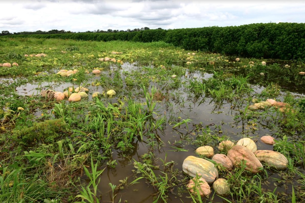 Plano emergencial visa evitar perda de 200 toneladas de jerimum de comunidades afetadas pela cheia