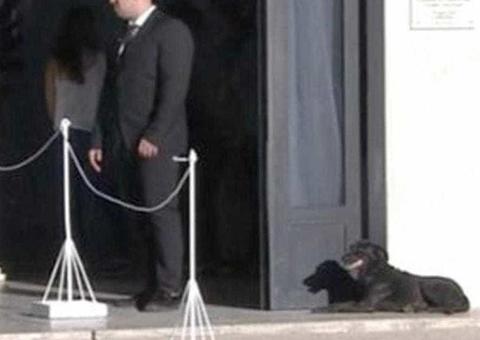 Imagem da cadela de Emiliano Sala na porta do velório emociona internautas