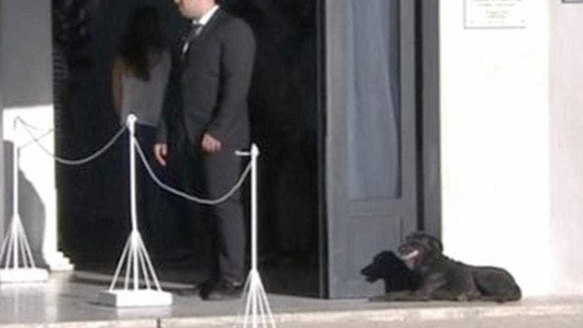 Imagem da cadela de Emiliano Sala na porta do velório emociona internautas