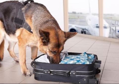 Polícia encontra 15 quilos de droga com auxílio de cães farejadores em Manaus