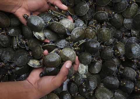 Mais de 4 mil filhotes de quelônios são entregues à natureza no Amazonas
