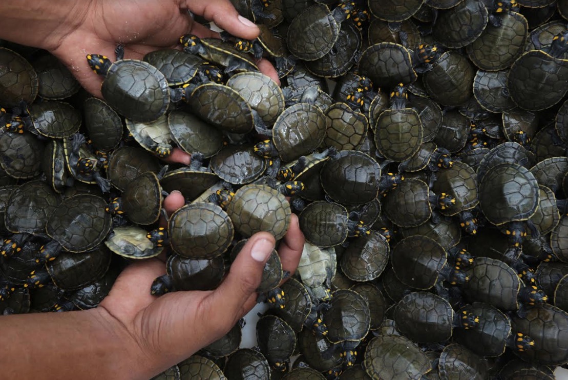 Mais de 4 mil filhotes de quelônios são entregues à natureza no Amazonas