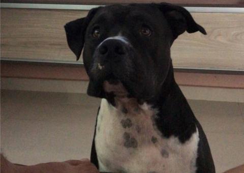 Dona oferece R$ 4 mil a quem encontrar animal de estimação desaparecido