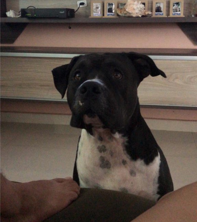 Dona oferece R$ 4 mil a quem encontrar animal de estimação desaparecido