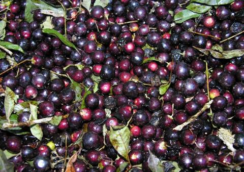 Espécie de azeitona ajuda a tratar pedras nos rins. Saiba mais